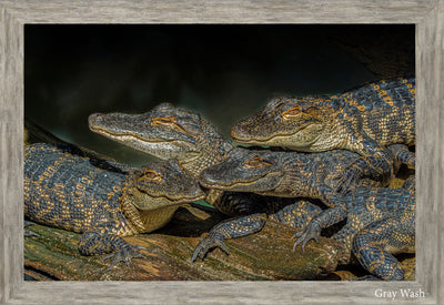 Baby Alligators Say Cheese