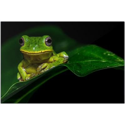 Metal Prints - Froggy Strikes the Pose