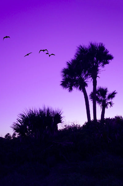 Gallery Canvas Prints -Matanzas Inlet Purple Sunset