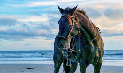 Gallery Canvas Prints -Hoofs in the Sand