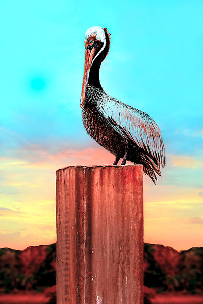 Gallery Canvas Prints -Pelican Pylon Perch- Blue Sunset