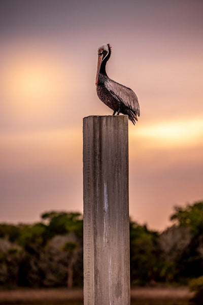 Gallery Canvas Prints -Pelican Pylon Perch