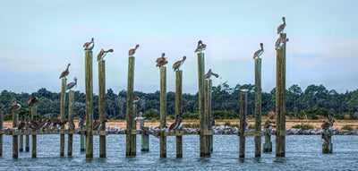 Gallery Canvas Prints -Just Chillin Pelicans