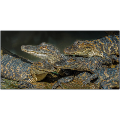 Metal Prints - Baby Alligators Say Cheese