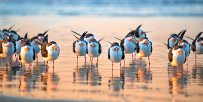 Gallery Canvas Prints -Florida Penguins hanging out at the beach