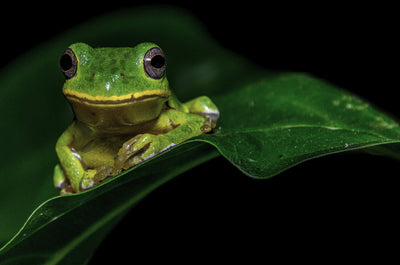 Gallery Canvas Prints -Froggy Strikes The Pose