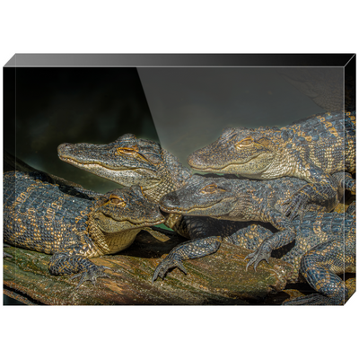 Acrylic Blocks - Baby Alligators Say Cheese