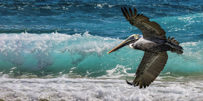 Gallery Canvas Prints - Beach Flight