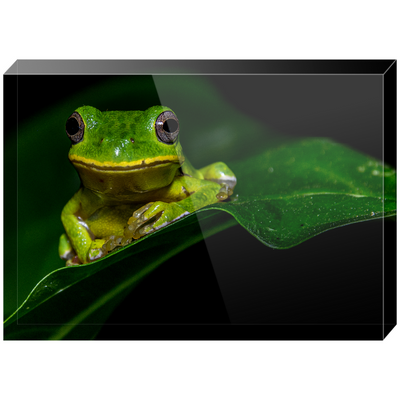 Acrylic Blocks - Froggy Strikes the Pose