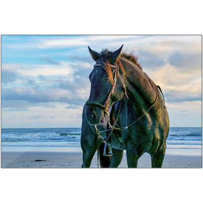 Metal Prints - Hoofs in The Sand