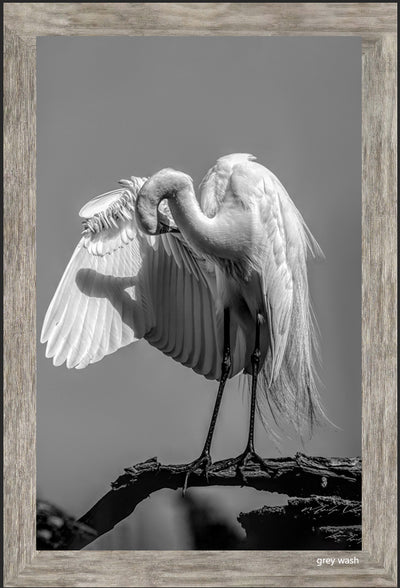 Beautiful White Egret - Grayscale